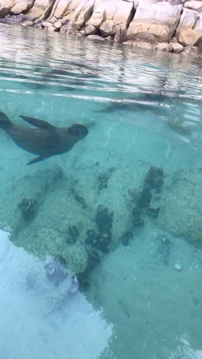 Seals
